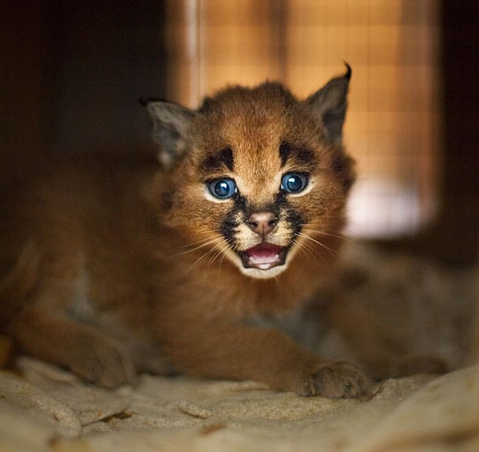 cute-baby-caracals-27-57fb7aa1845ef__700