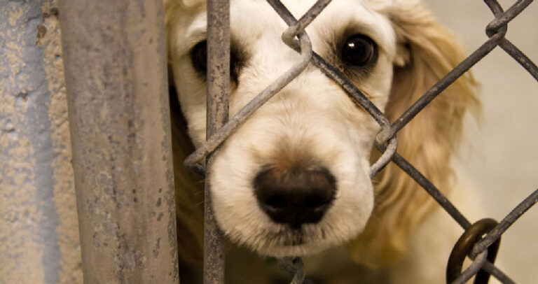 156 συλλήψεις και 950 δικογραφίες για βασανισμό & θανάτωση ζώων το πρώτο 9μηνο του 2016.