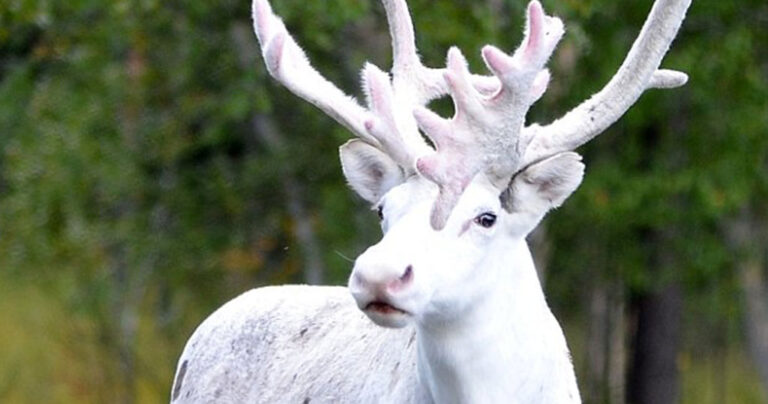 Σπάνιος αλμπίνο τάρανδος φωτογραφήθηκε στην Σουηδία.