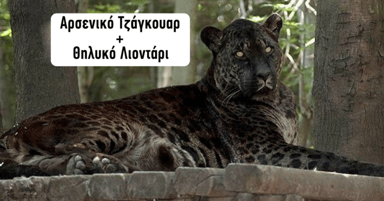 11 υβρίδια ζώων που πραγματικά κάνεις δεν θα μπορούσε να φανταστεί ότι υπάρχουν.