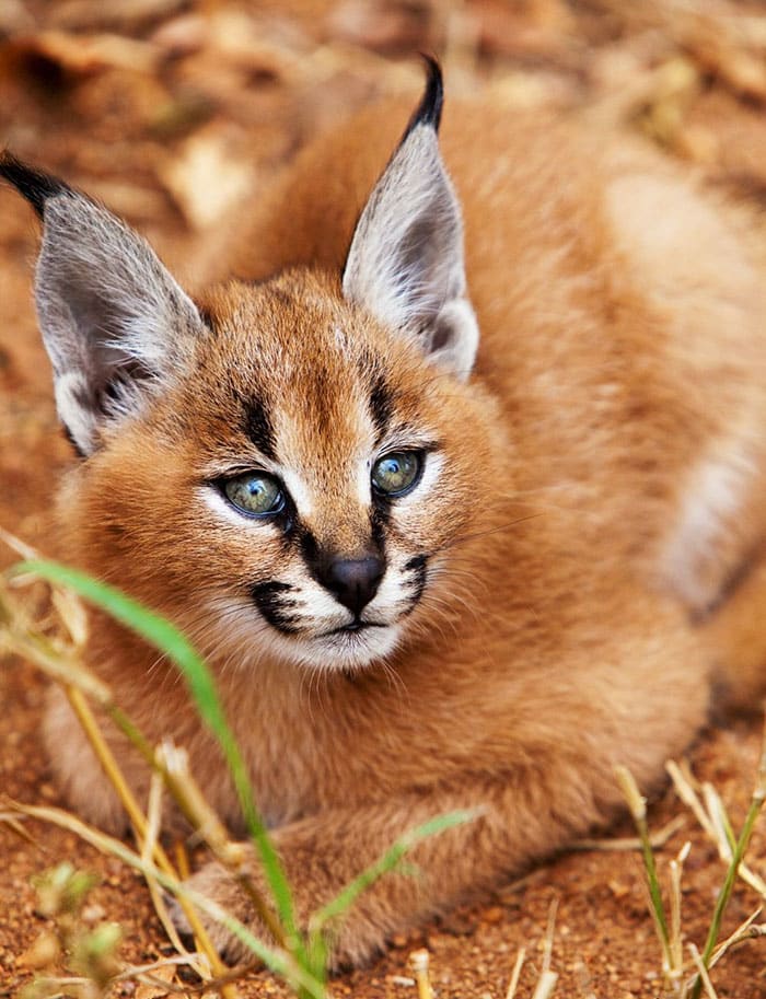 cute-baby-caracals-24-57fb78e6c26be__700