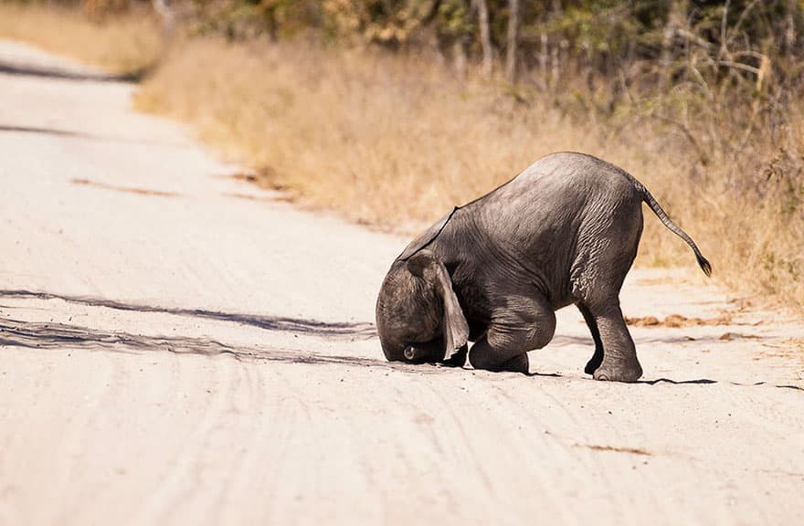 comedy-wildlife-photography-awards-shortlist-2016-4-57fb4099ad5a9__880