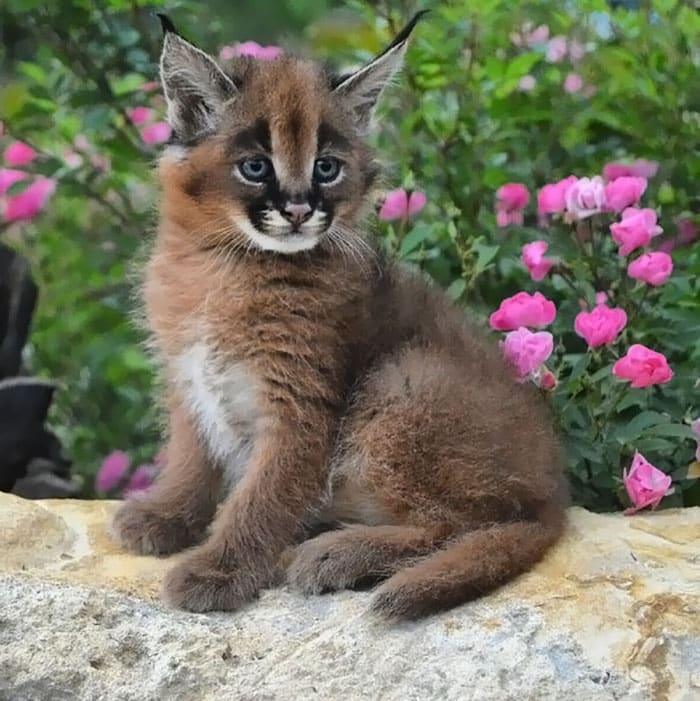 cute-baby-caracals-36-57fb8e42d3862__700