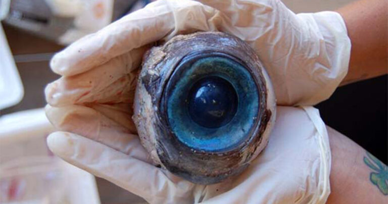 Τα πιο παλαβά πράγματα που ξέβρασε ποτέ η θάλασσα