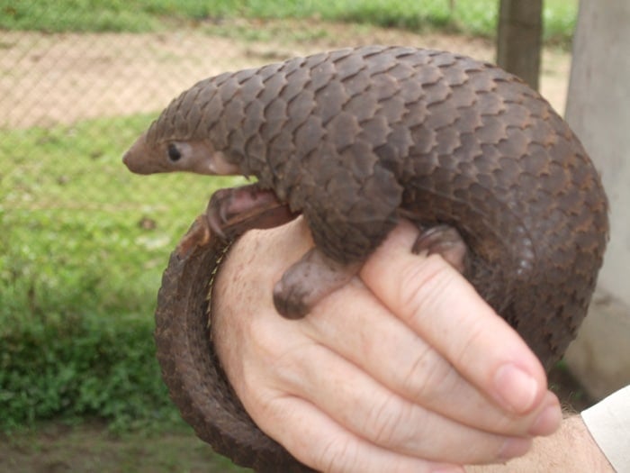 baby-pangolin-facts-3-580f447a4e889__700