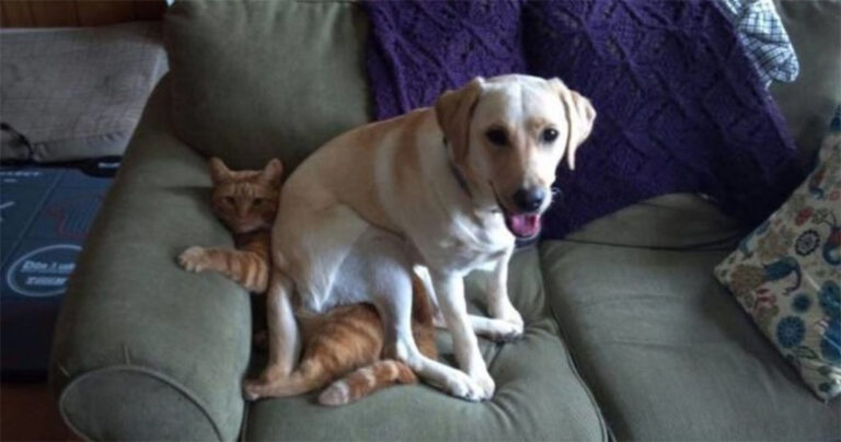 28 γάτες που είχαν την χειρότερη μέρα της ζωής τους.