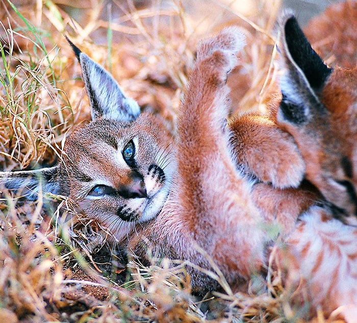 cute-baby-caracals-10-57fb5e95da31a__700