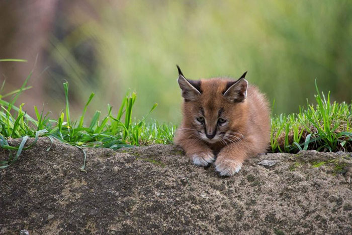 cute-baby-caracals-4-57fb594ad3154__700