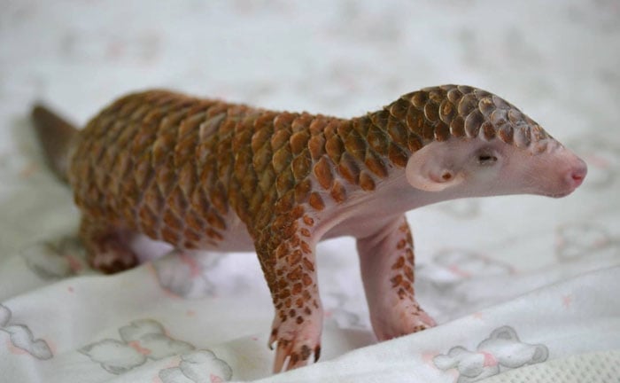 baby-pangolin-facts-10-580f4c5a40e88__700