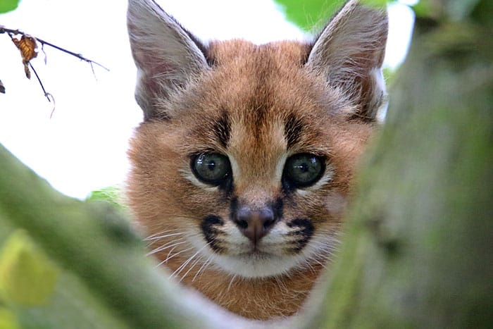 cute-baby-caracals-73-57fb8a1c069e8__700