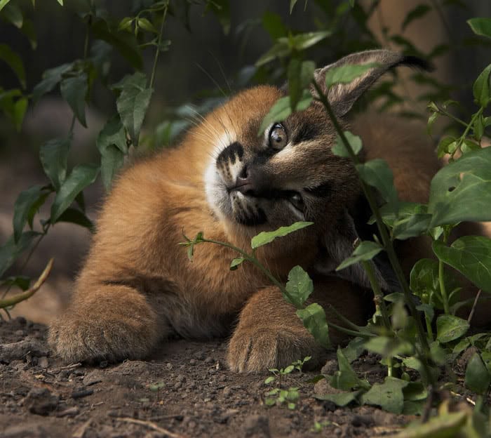 cute-baby-caracals-25-57fb79bbac45d__700