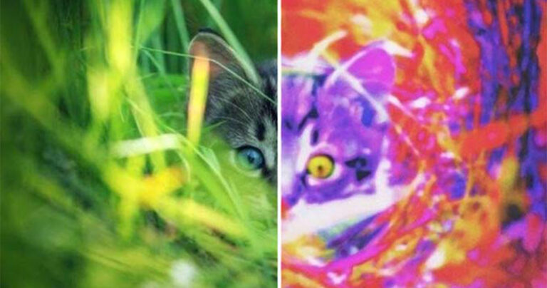 Πώς βλέπουν τον κόσμο 14 διαφορετικά ζώα;