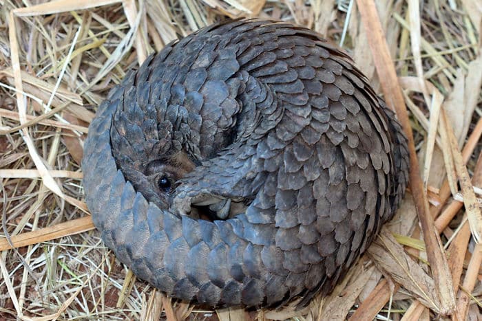 baby-pangolin-facts-20-580f510c28942__700