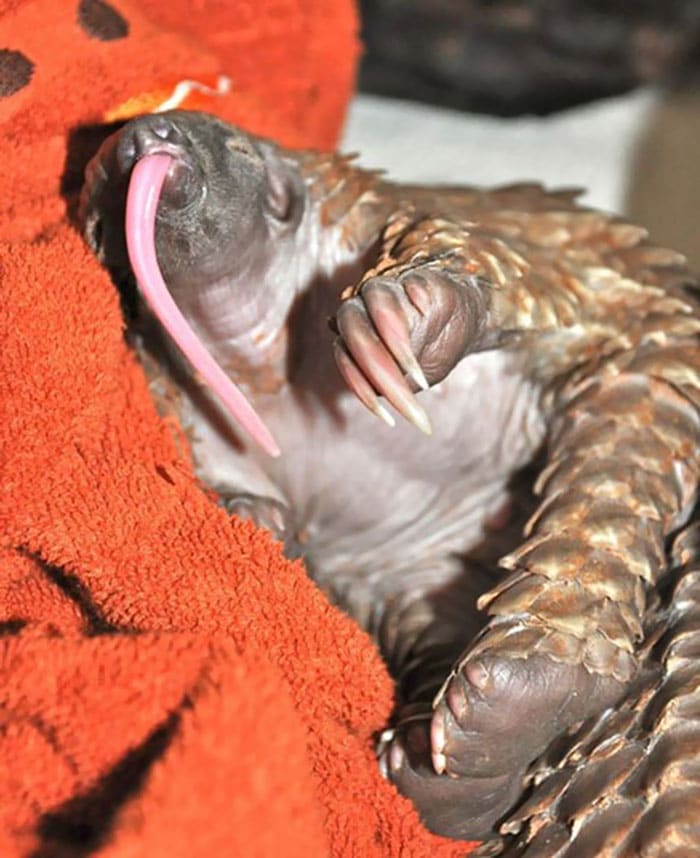 baby-pangolin-facts-16-580f4e358cf57__700