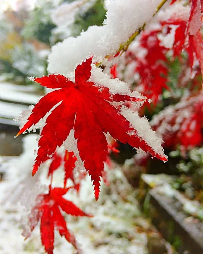 tokyo-first-snow-november-2016-11-5838015db6206__700