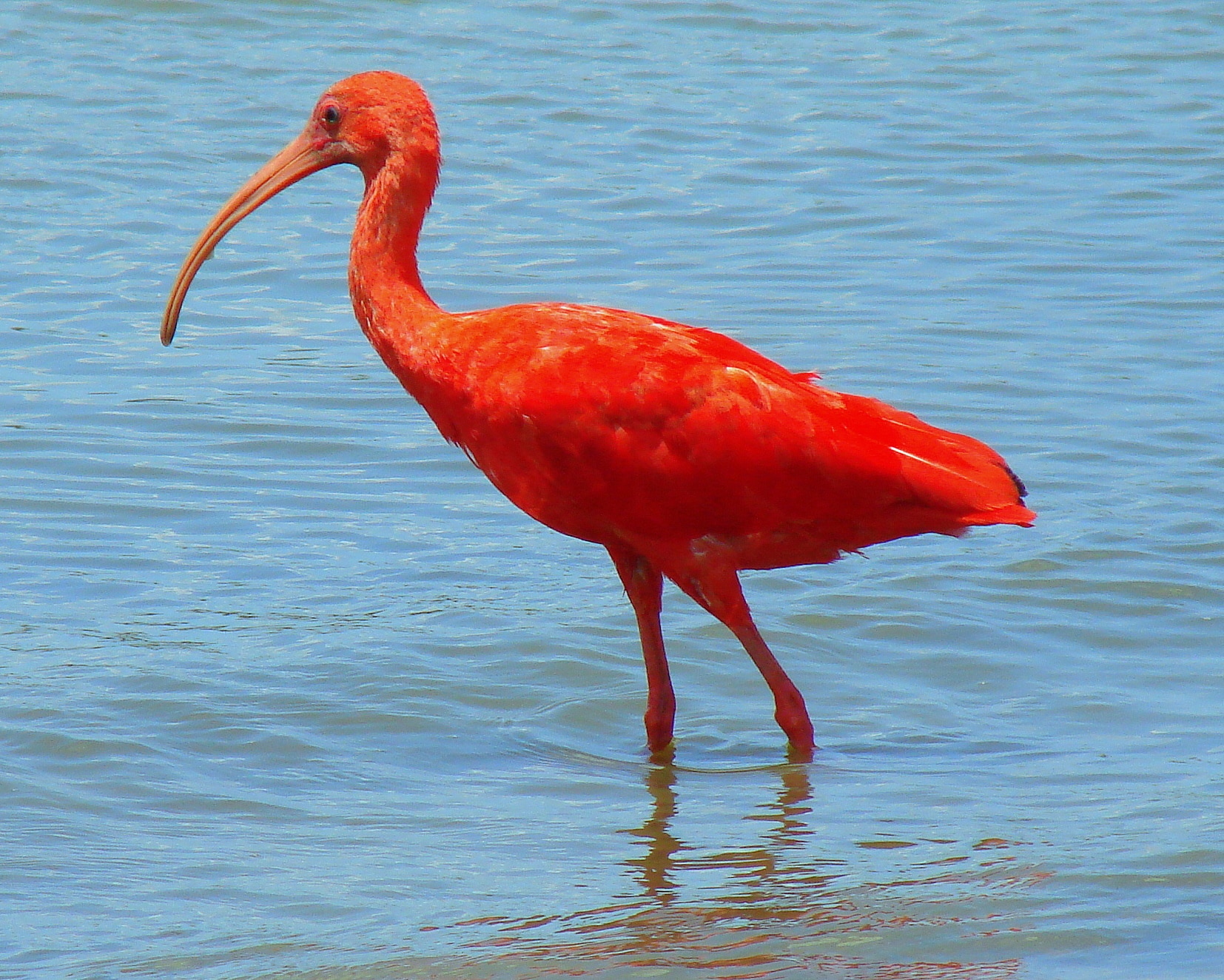 scarlet-ibis-trinidad-and-tobago-national-bird-1