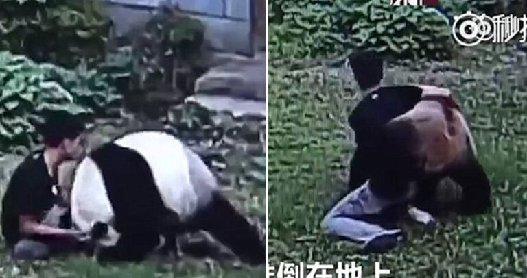 Κινέζος τουρίστας παλεύει με ένα τεράστιο Πάντα για να εντυπωσιάσει τα κορίτσια.