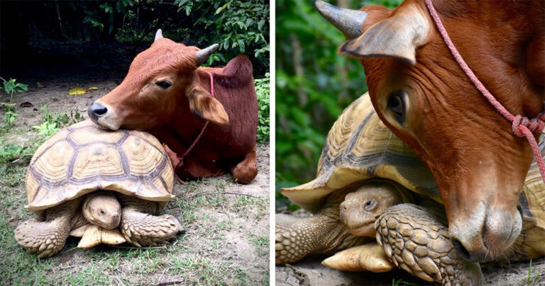 Τεράστια χελώνα και ένα μοσχαράκι που έχασε το πόδι του έγιναν αχώριστοι φίλοι
