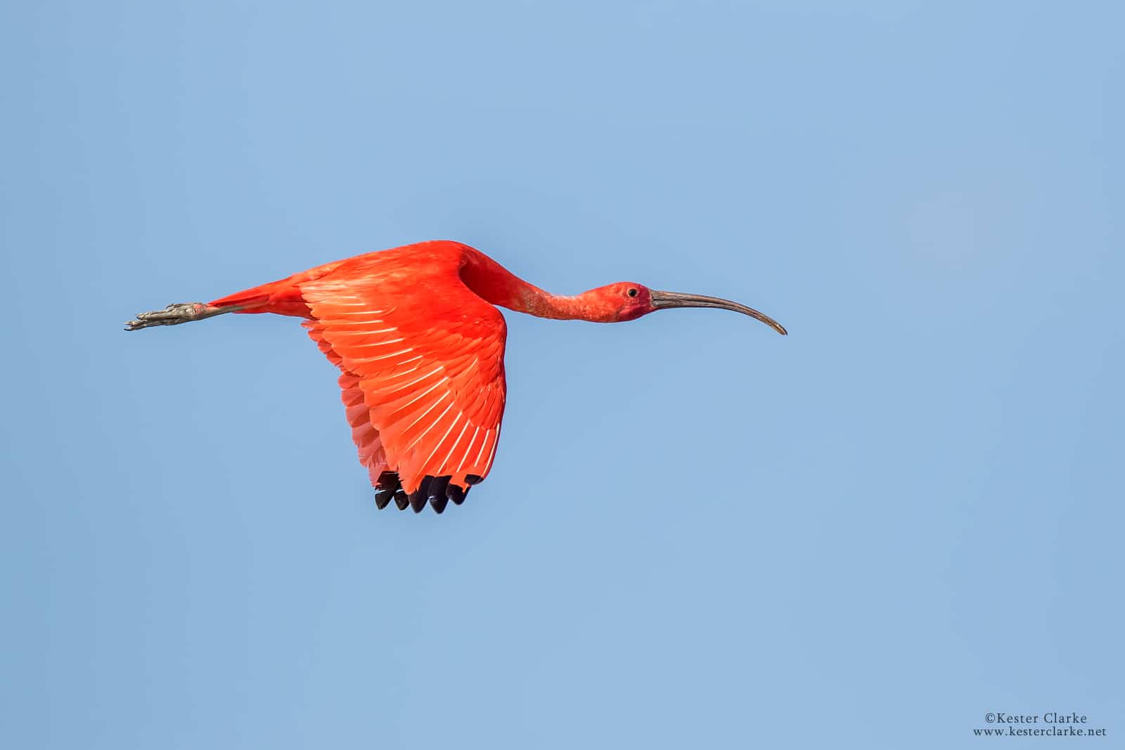 Scarlet Ibis (Eudocimus ruber)