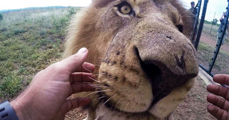 Οδοντικό χειρουργείο σε λιοντάρι από την οπτική του οδοντιάτρου