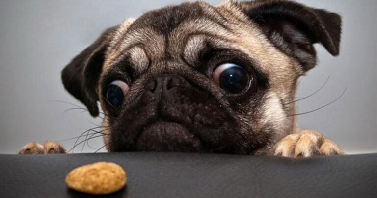 9 μύθοι για τα σκυλιά που όλοι πιστεύουμε