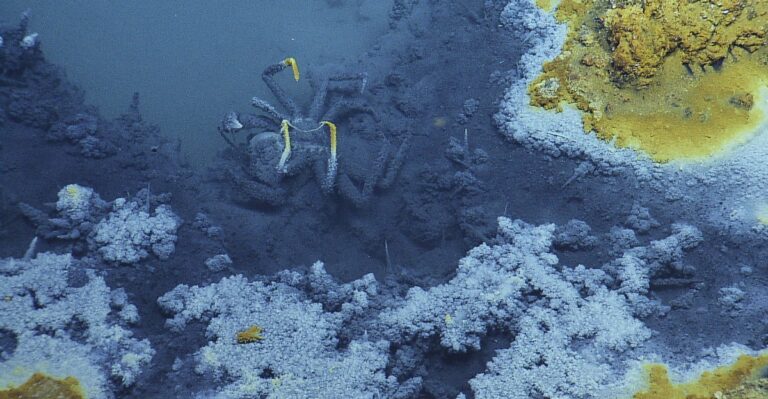 Το υποθαλάσσιο «τζακούζι του θανάτου» που σκοτώνει οτιδήποτε κολυμπήσει μέσα του.
