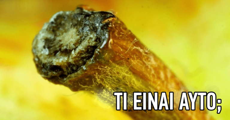 KOYIZ: Μπορείτε να αναγνωρίσετε αυτά τα αντικείμενα από πολύ κοντά;