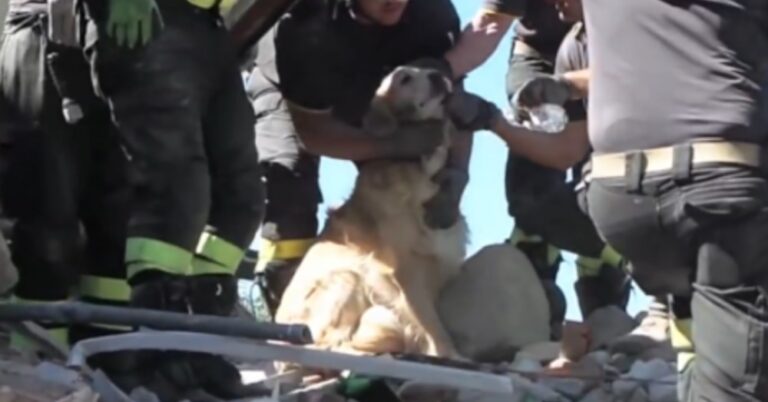 Πυροσβέστες πήγαν να διασώσουν ένα σκύλο αλλά τους περίμενε μια μεγάλη έκπληξη.