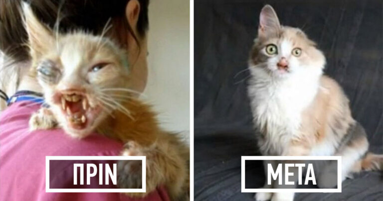 Όλοι τρόμαζαν ακόμη και να κοιτάξουν αυτό το γατάκι μέχρι που το έσωσε ένα 7χρονο κορίτσι.