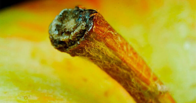 Αναγνωρίζετε τα αντικείμενα στις κοντινές αυτές λήψεις;