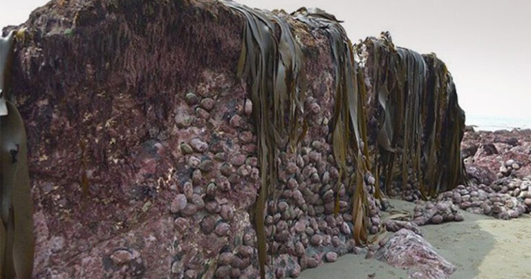 Ο σεισμός στη Νέα Ζηλανδία σήκωσε 2 μέτρα τον πυθμένα της θάλασσας