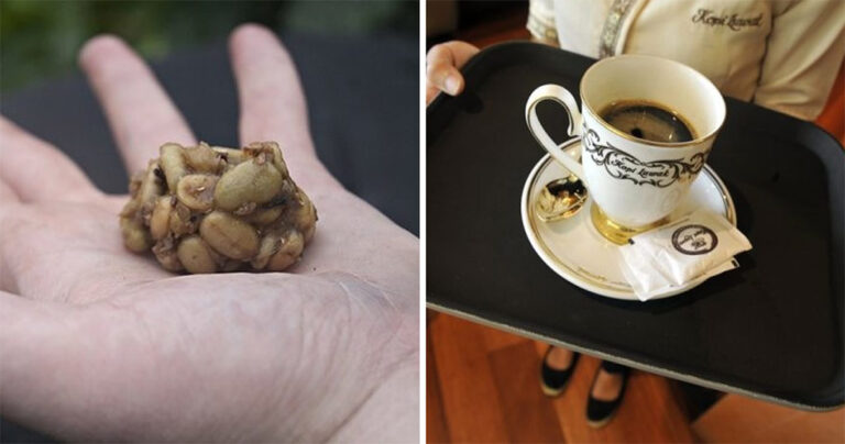 Ο πιο ακριβός καφές του κόσμου φτιάχνεται από κόπρανα ζώων.