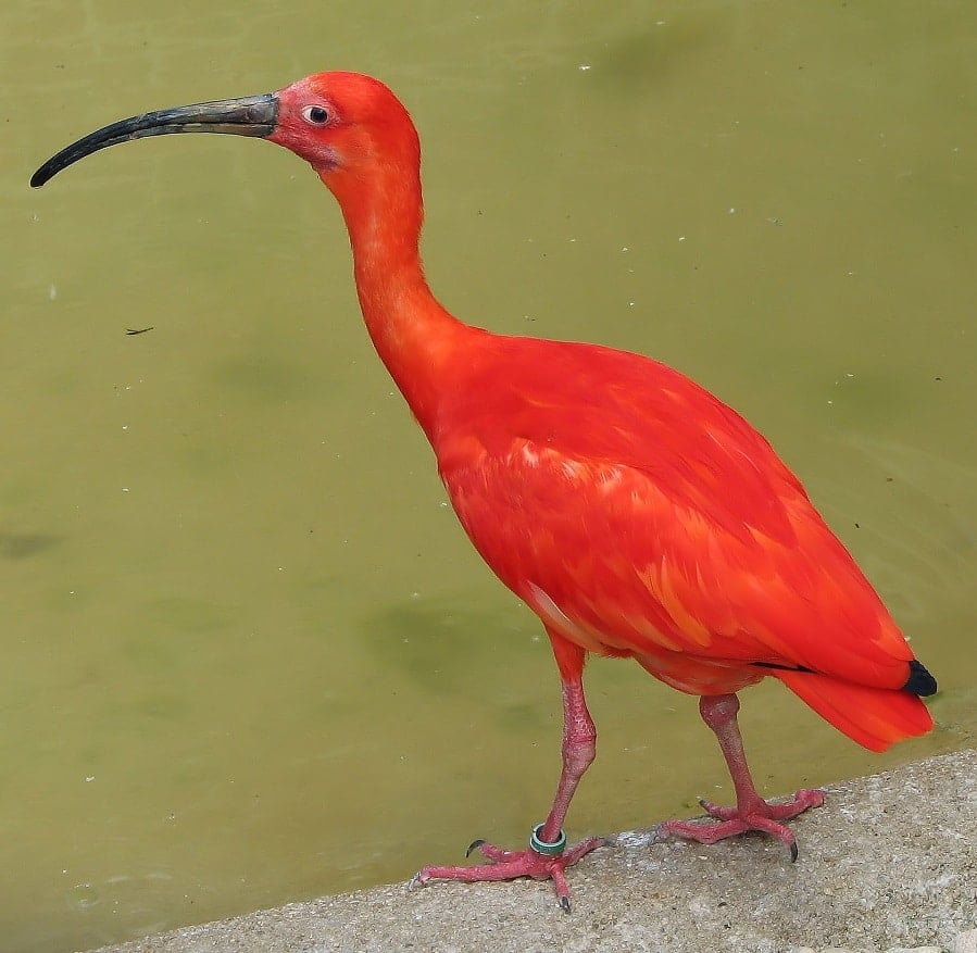 scarlet_ibis_arp