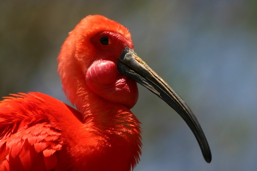 head_of_scarlet_ibis