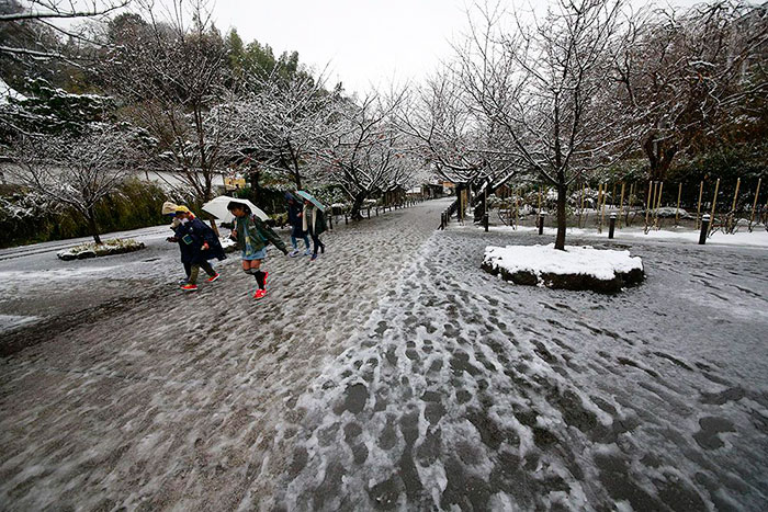 tokyo-first-snow-november-2016-22-583808128c0aa__700