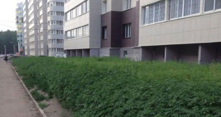 Δήμαρχος αντί για γκαζόν φύτεψε κατά λάθος κάνναβη