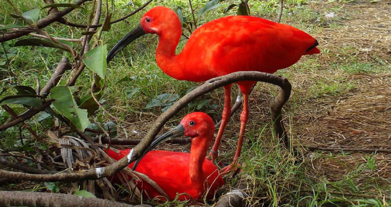 Υπάρχει ένα είδος πελαργού που είναι κατακόκκινο