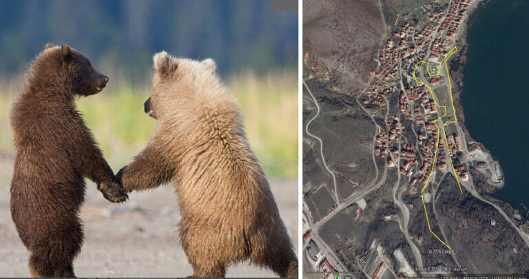 Δύο αρκουδάκια έκαναν βόλτα στο κέντρο της Καστοριάς.