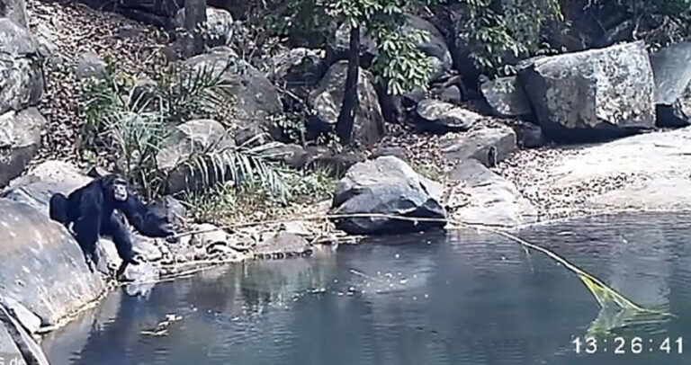 Χιμπατζήδες χρησιμοποιούν κλαδιά για ψάρεμα και εκπλήσσουν τους επιστήμονες.