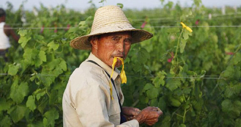 Επιχειρηματίας από την Κίνα πουλά 5.000 τόνους αμπελόφυλλα το χρόνο στην Ελλάδα.