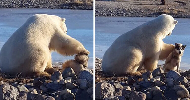 Η «ιστορία αγάπης» της πολικής αρκούδας με το σκύλο κατέληξε στο να τον σκοτώσει.