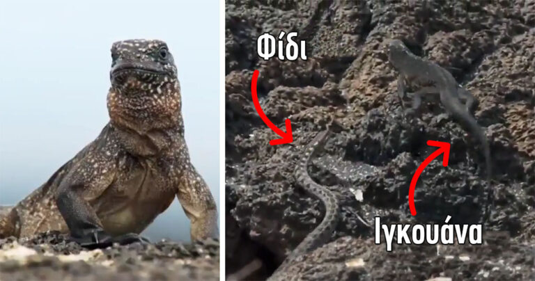 Φίδια κυνηγούν ένα μωρό ιγκουάνα σε μια μάχη που κόβει την ανάσα.