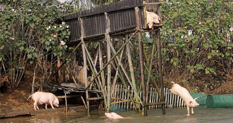 Κτηνοτρόφος βάζει τα γουρούνια του να πηδούν από 3 μέτρα για να είναι πιο νόστιμα.