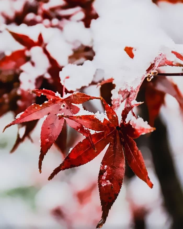 tokyo-first-snow-november-2016-32-58381075e47ac__700