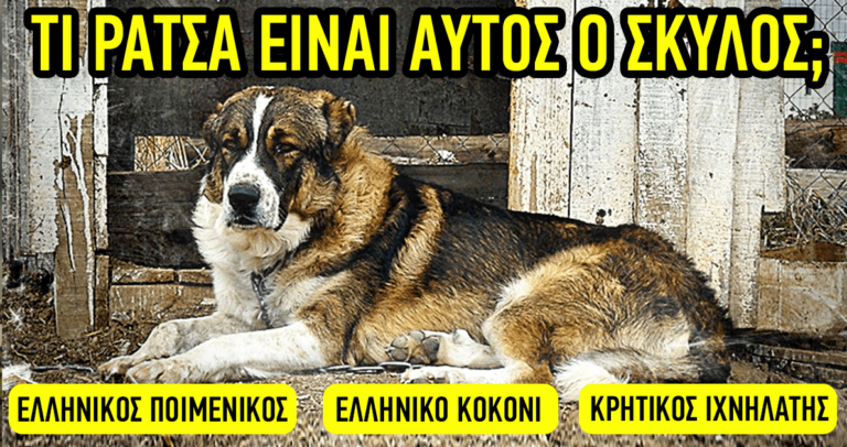 ΤΕΣΤ: Πόσο καλά γνωρίζετε τις ράτσες σκύλων;