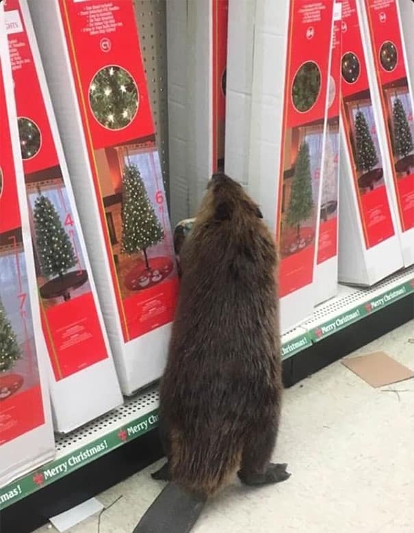 beaver-dollar-store-christmas-tree-shopping-1
