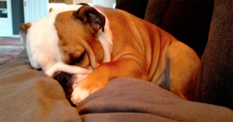 Αυτός ο πατέρας βρήκε την πιο έξυπνη λύση για να μην αφήσουν τον σκύλο τους σε καταφύγιο.