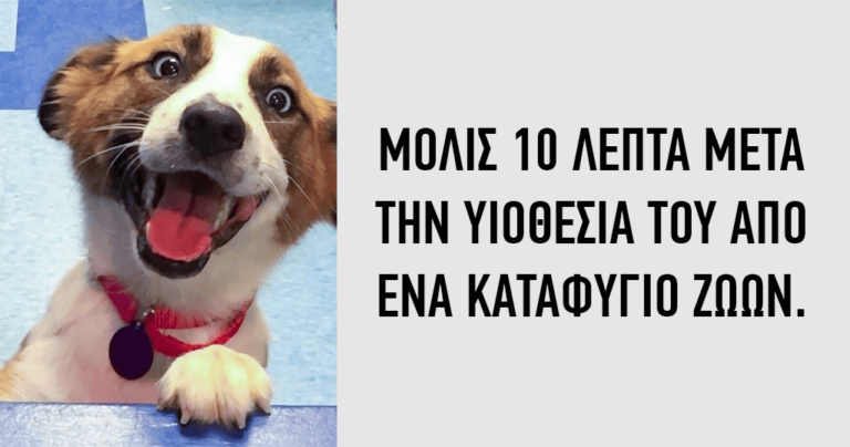 15 φωτογραφίες ζώων πριν και μετά την υιοθεσία τους