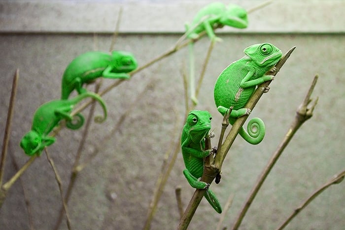 Jemenchamäleon (Chamaeleo calyptratus, Veiled chameleon) - Jungtiere