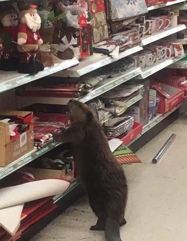 beaver-dollar-store-christmas-tree-shopping-4
